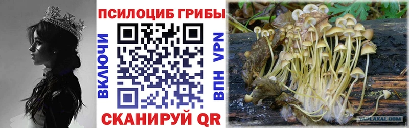 это какой сайт  Чекалин  Галлюциногенные грибы Psilocybine cubensis 